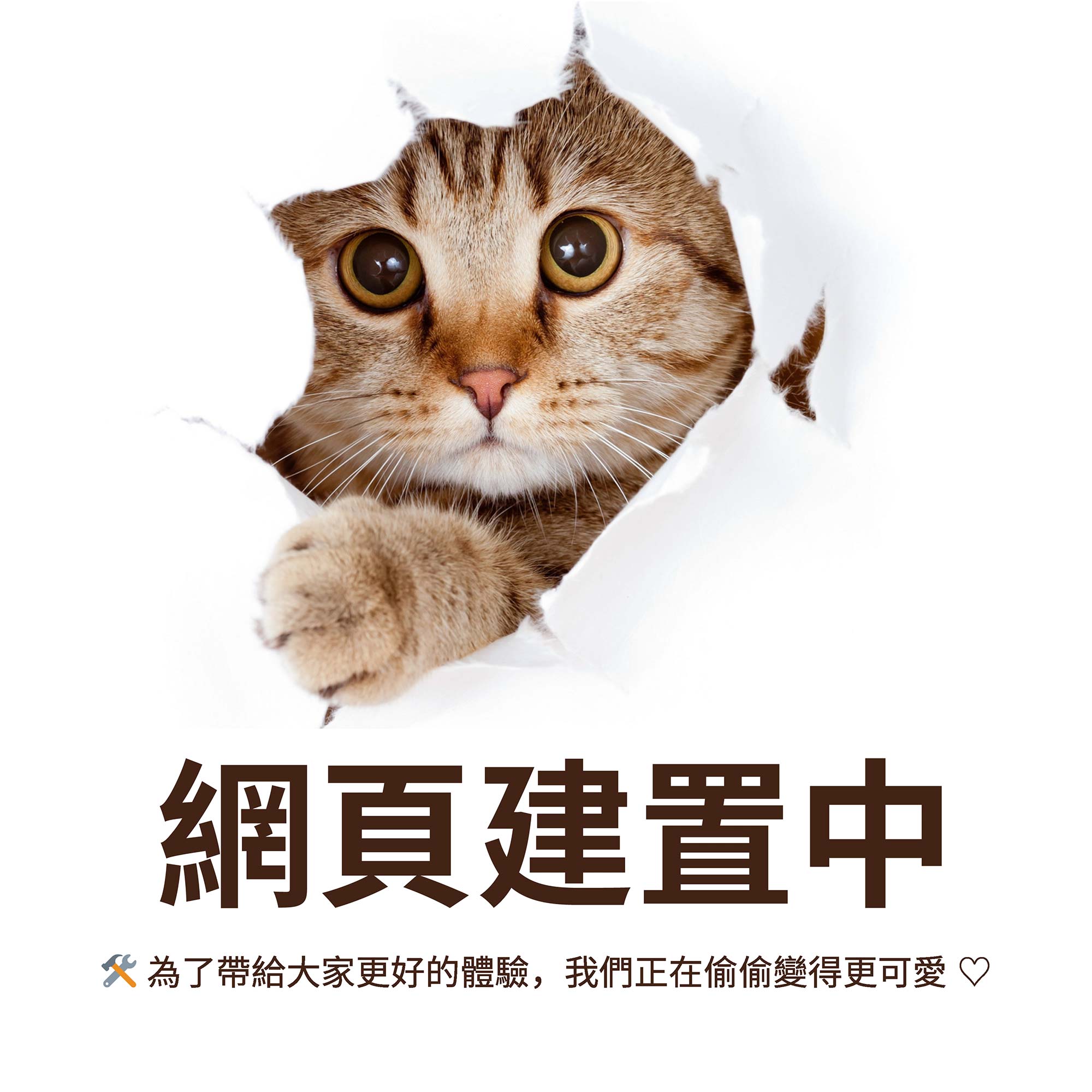 A.B 陽光區貓咪